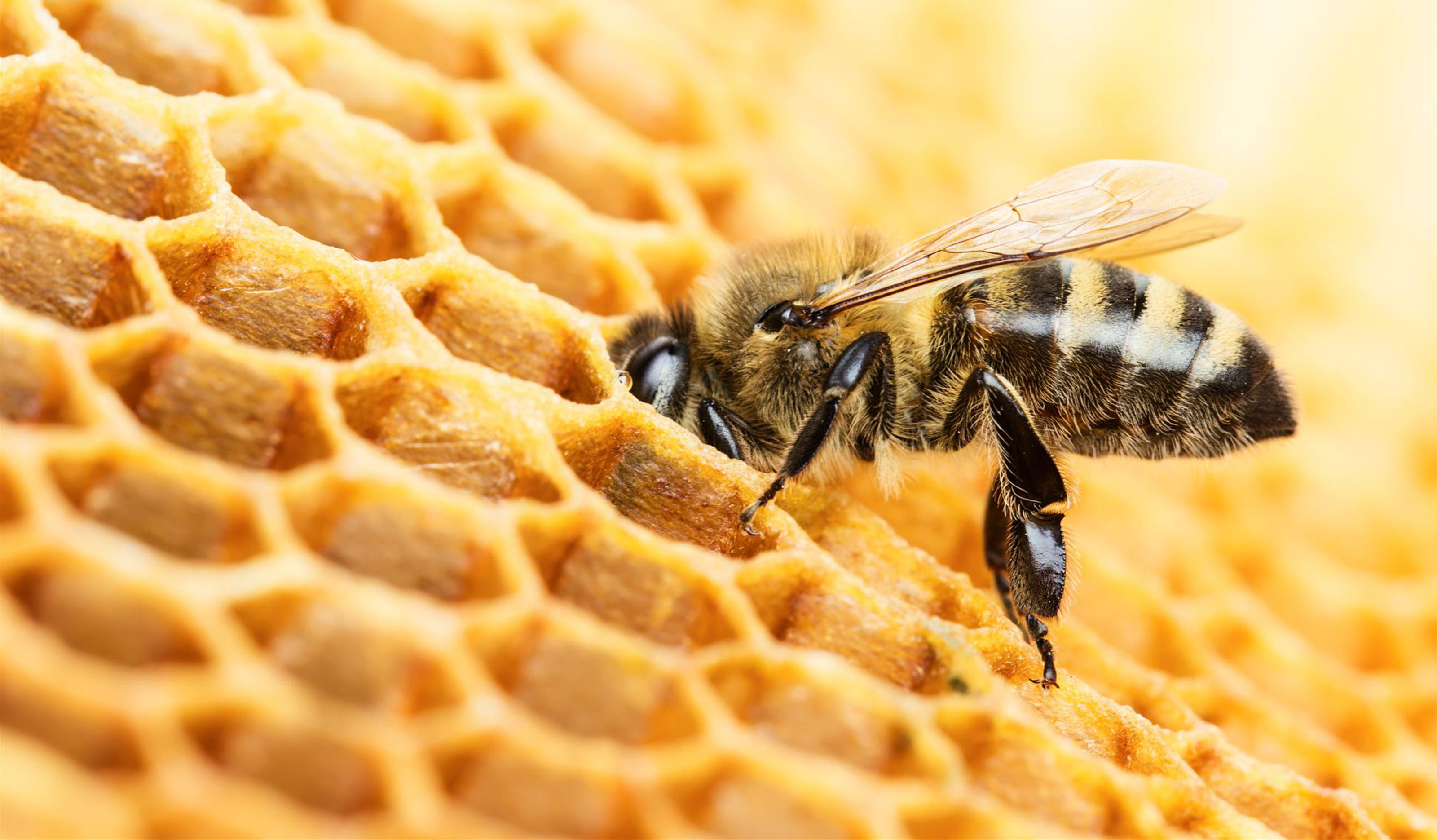Honigbiene steckt ihren Kopf in eine Honigwabe